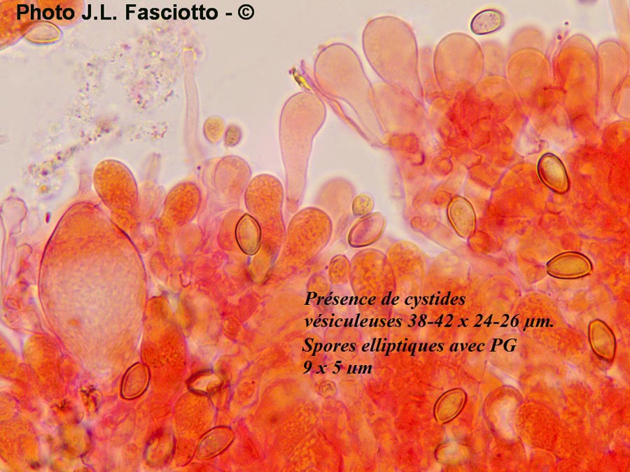 Agrocybe praecox