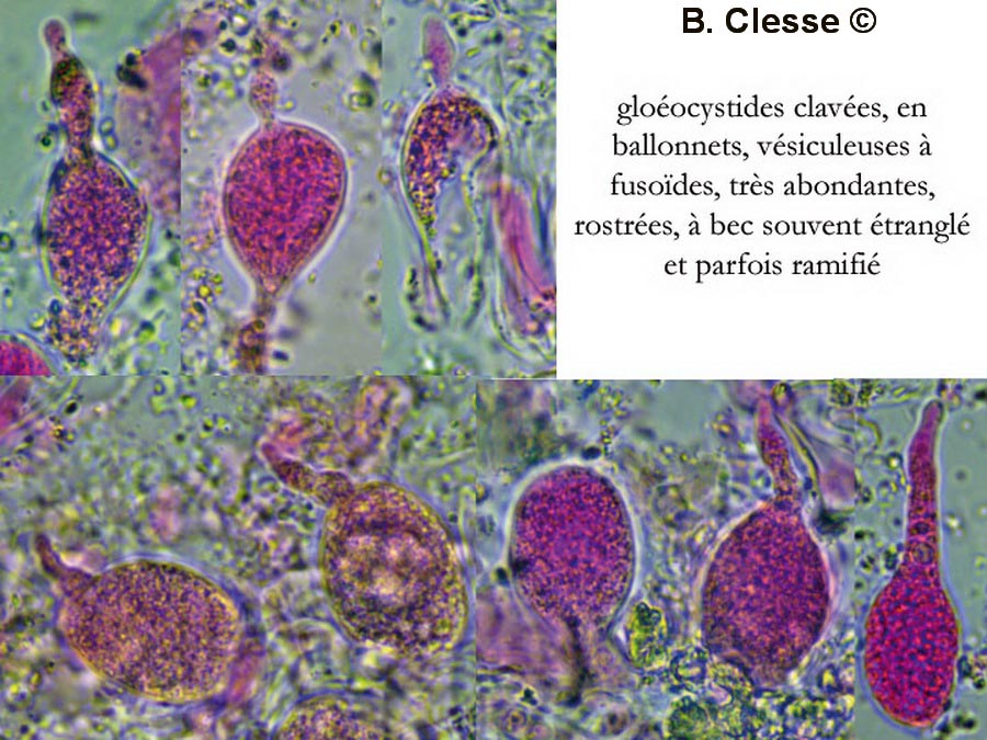 Aleurodiscus botryosus