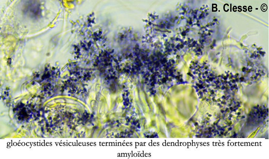 Aleurobotrys botryosus (Aleurodiscus botryosus)