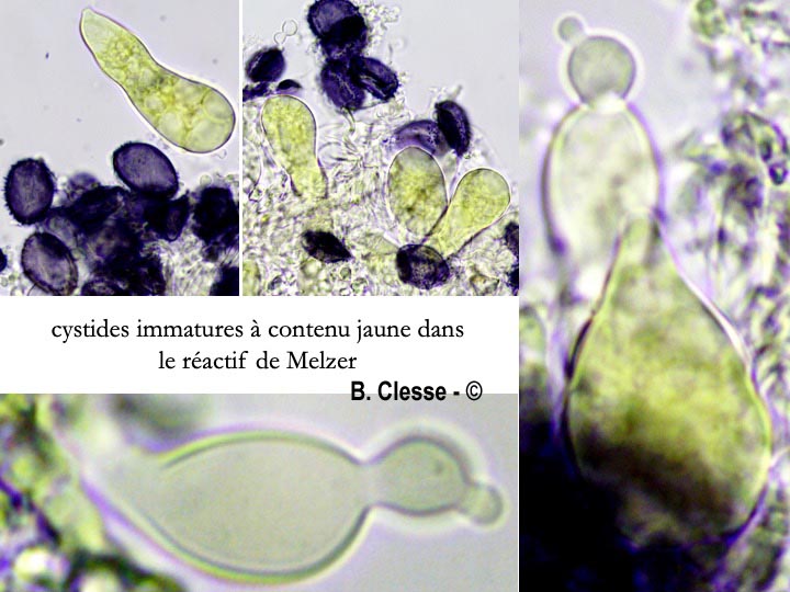Aleurodiscus aurantius