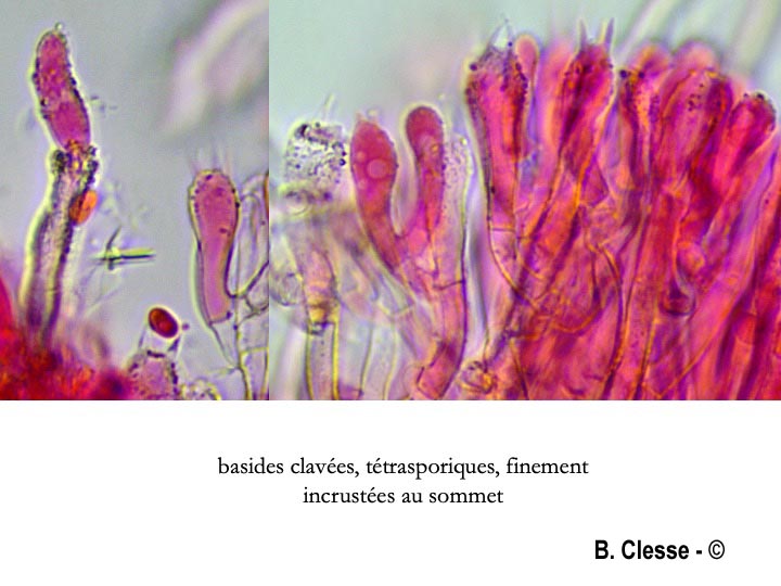Amphinema byssoides