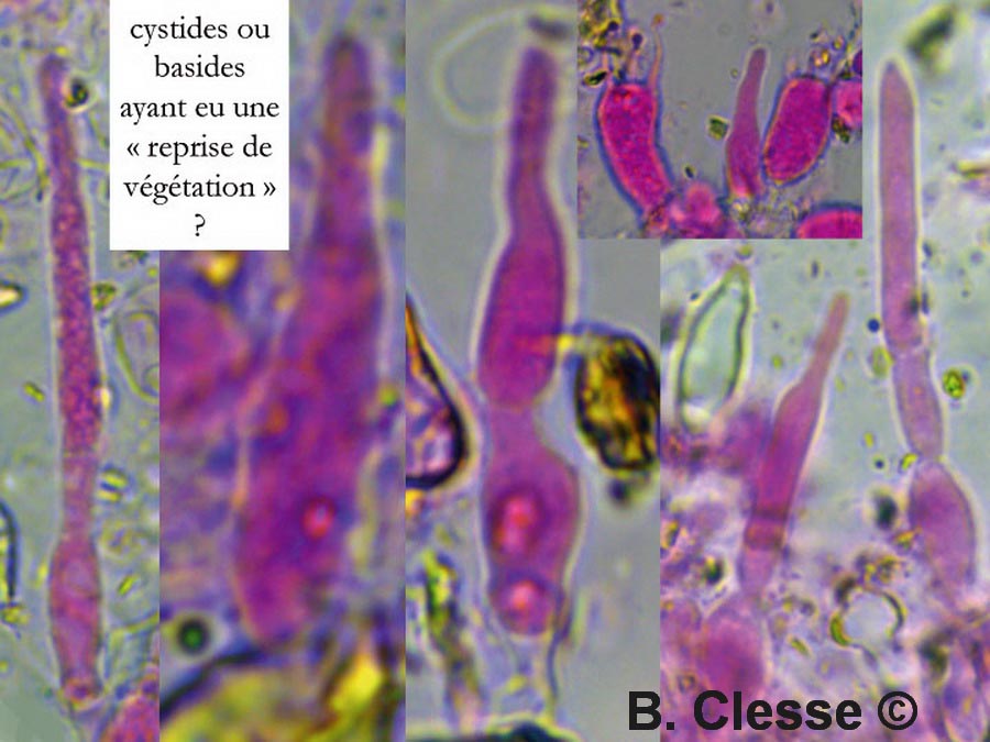 Brevicellicium olivascens