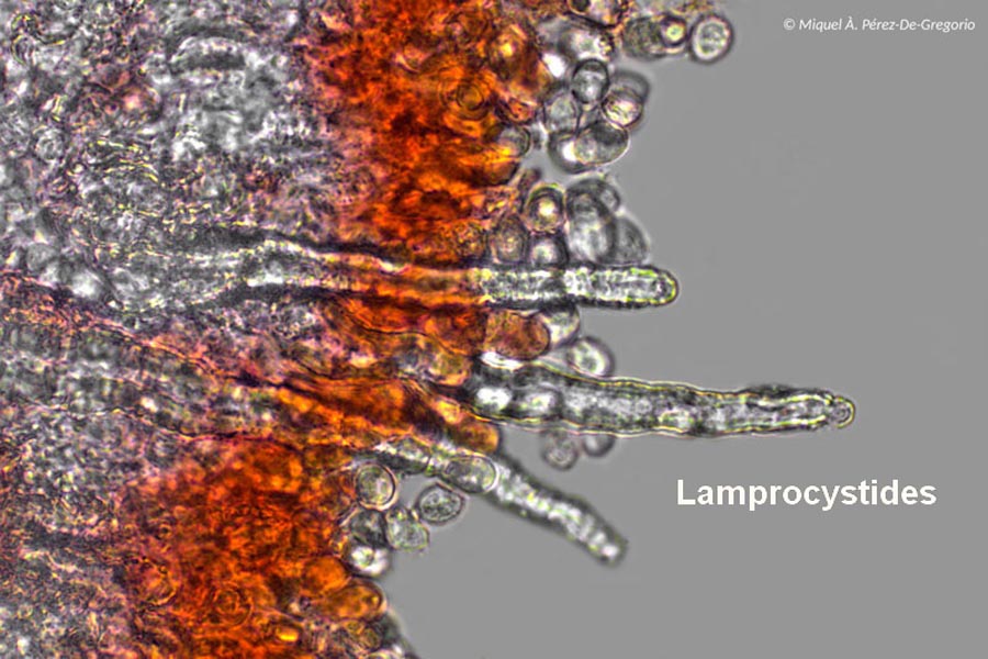 Bulbillomyces farinosus (Aegerita candida)