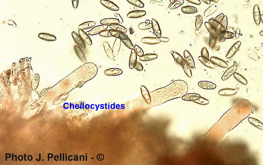 Chroogomphus helveticus