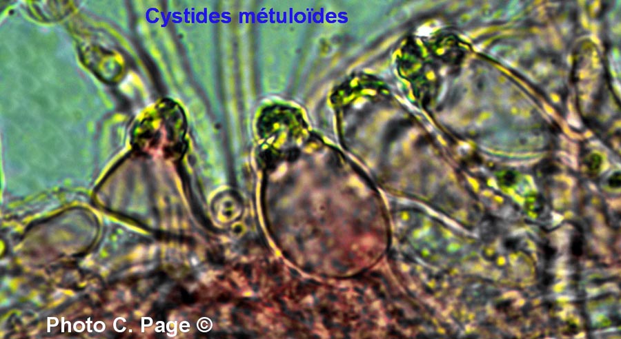 Climacocystis borealis