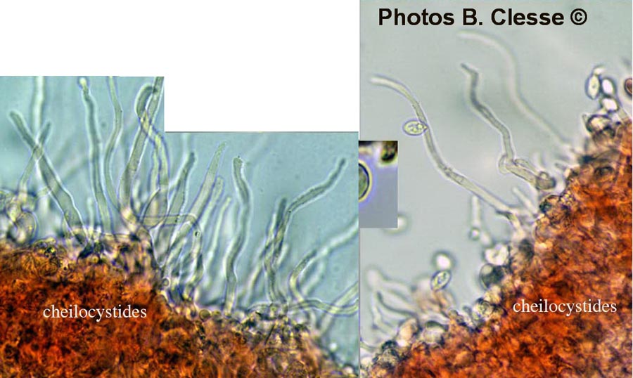 Clitopilus hobsonii var. cystidiosus