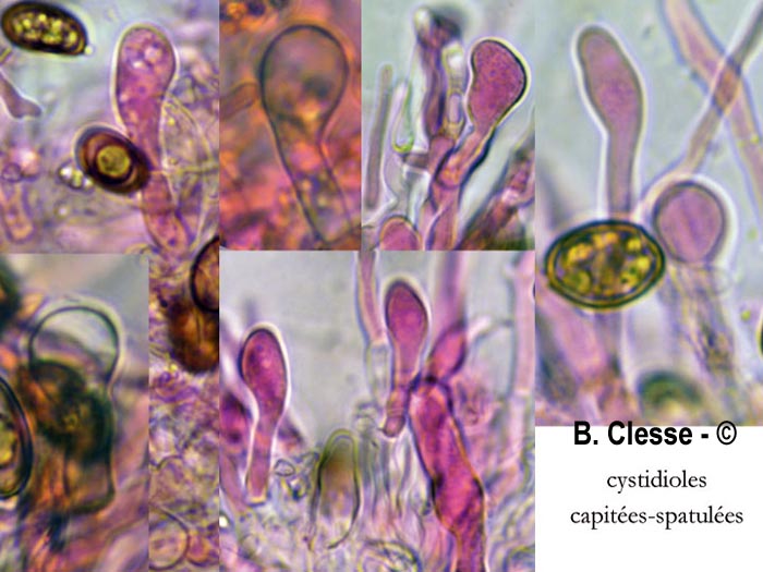 Coniophora puteana