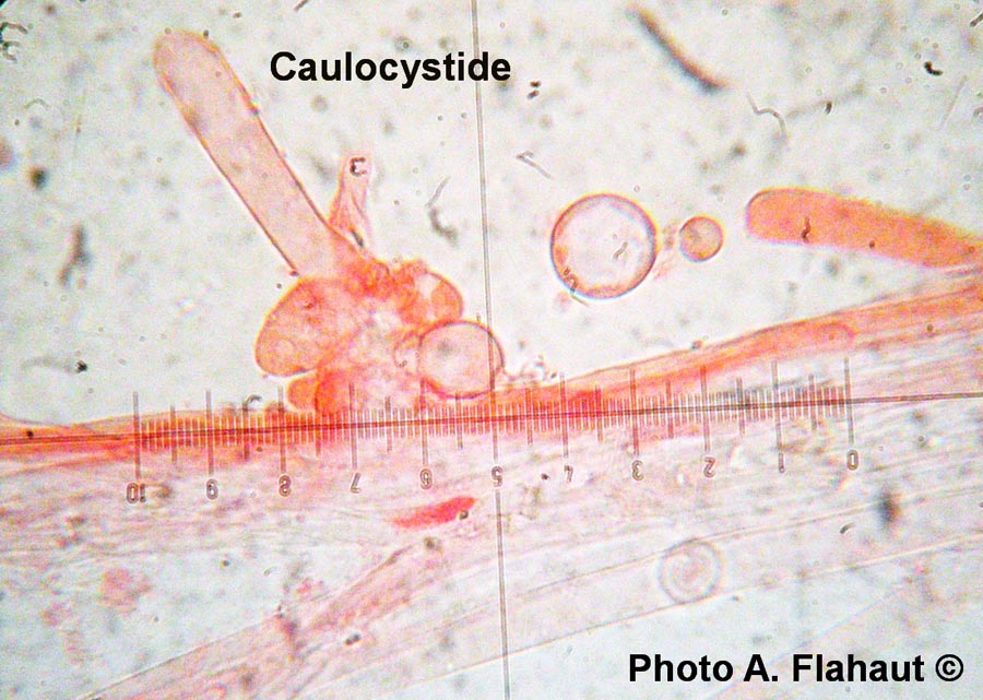 Conocybe abruptibulbosa