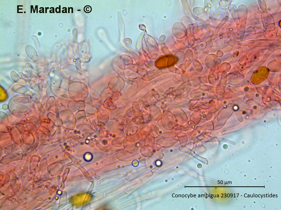 Conocybe ambigua