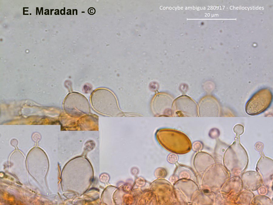 Conocybe ambigua