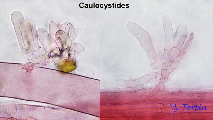 Conocybe apala