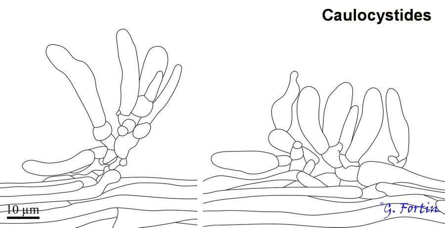 Conocybe apala