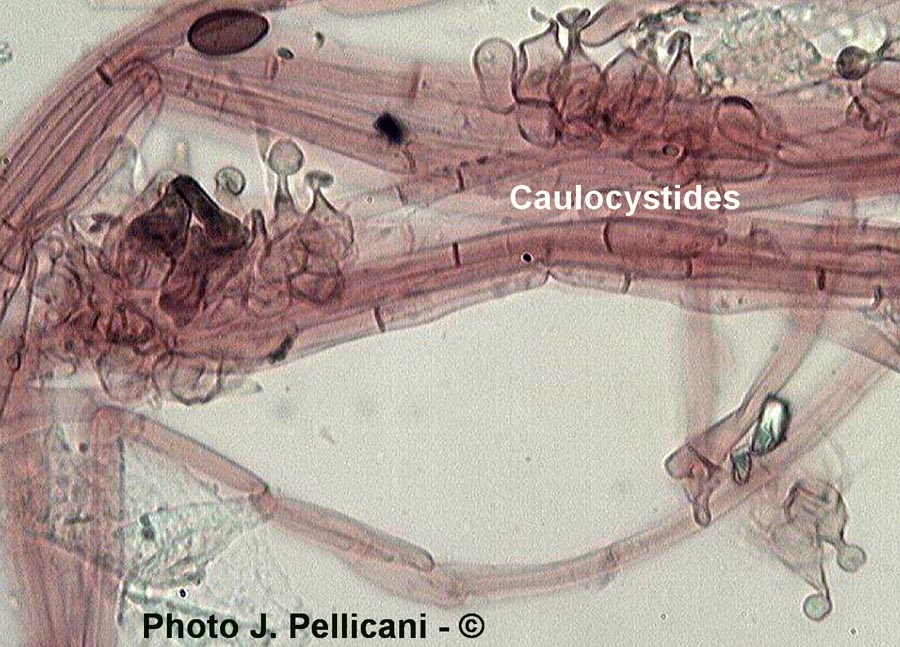 Conocybe aurea