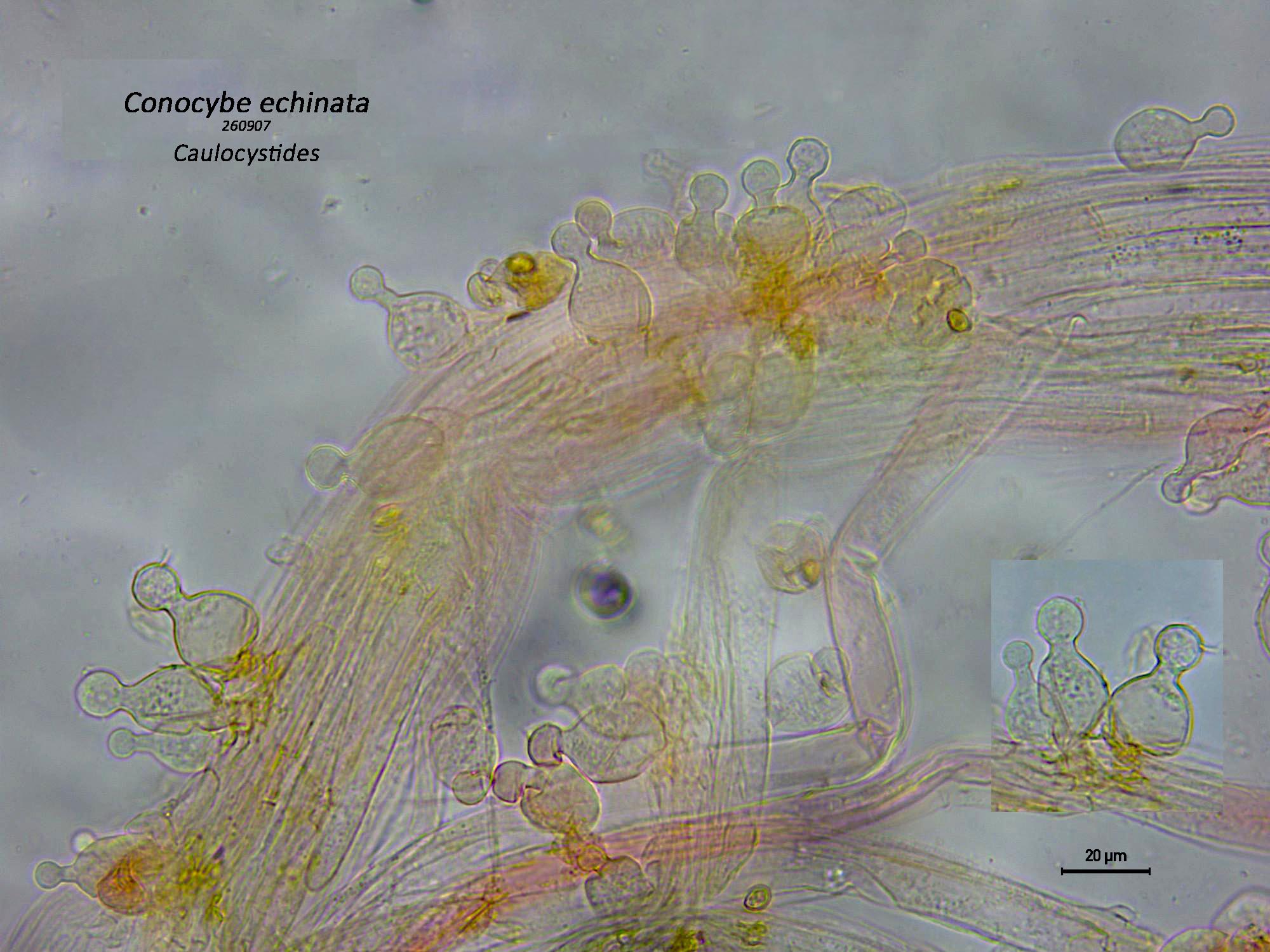 Conocybe echinata