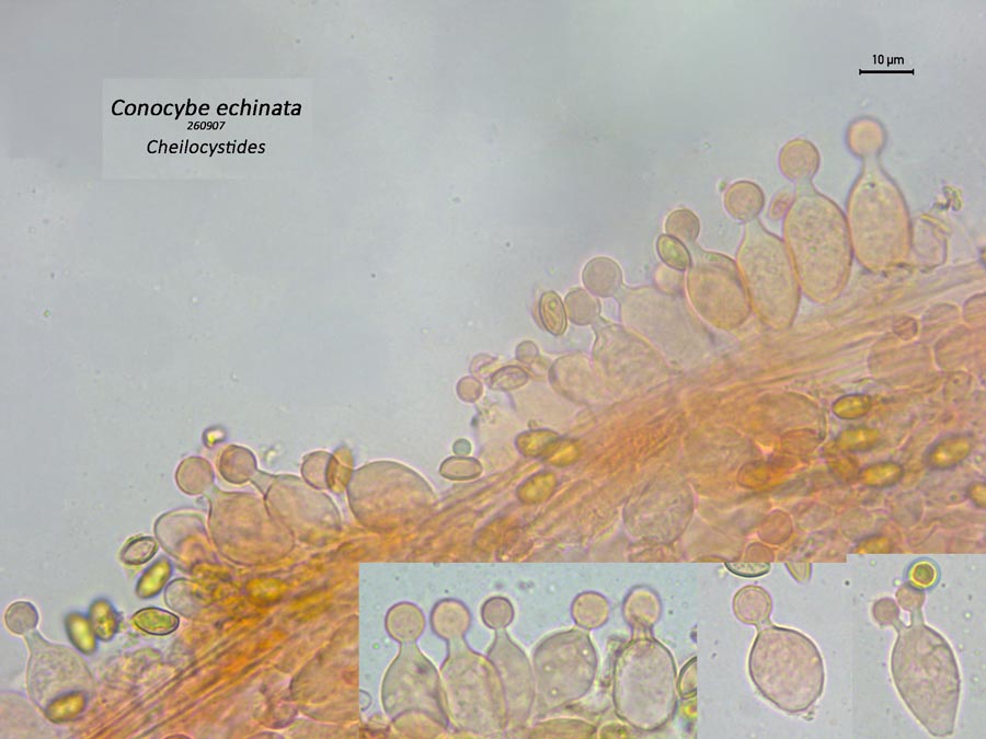 Conocybe echinata