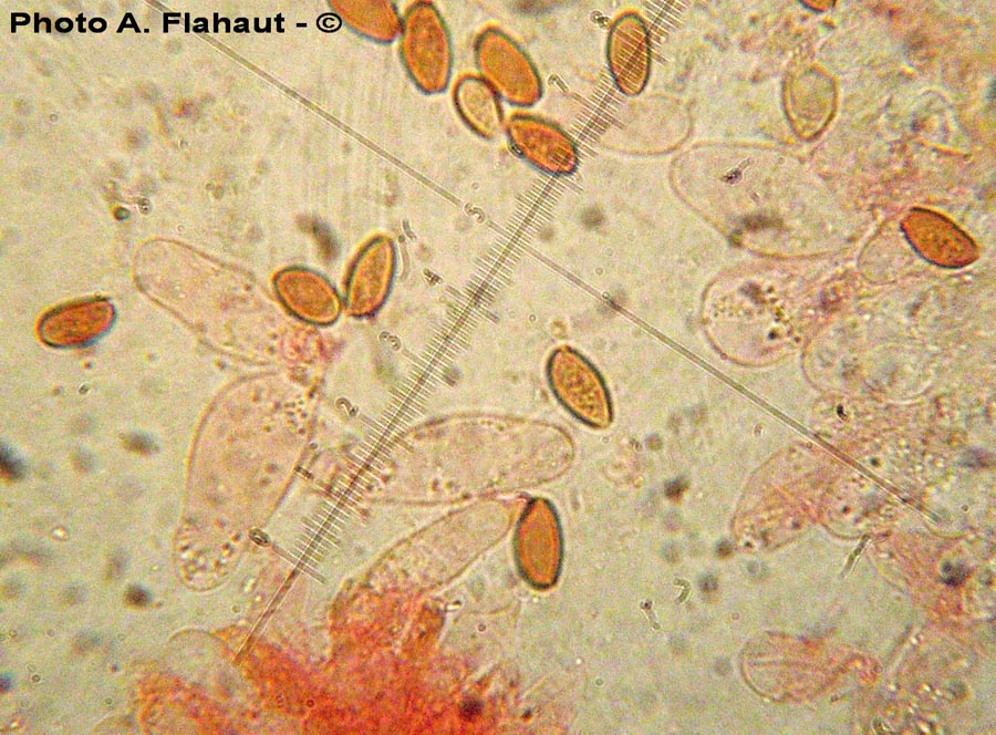 Conocybe exannulata