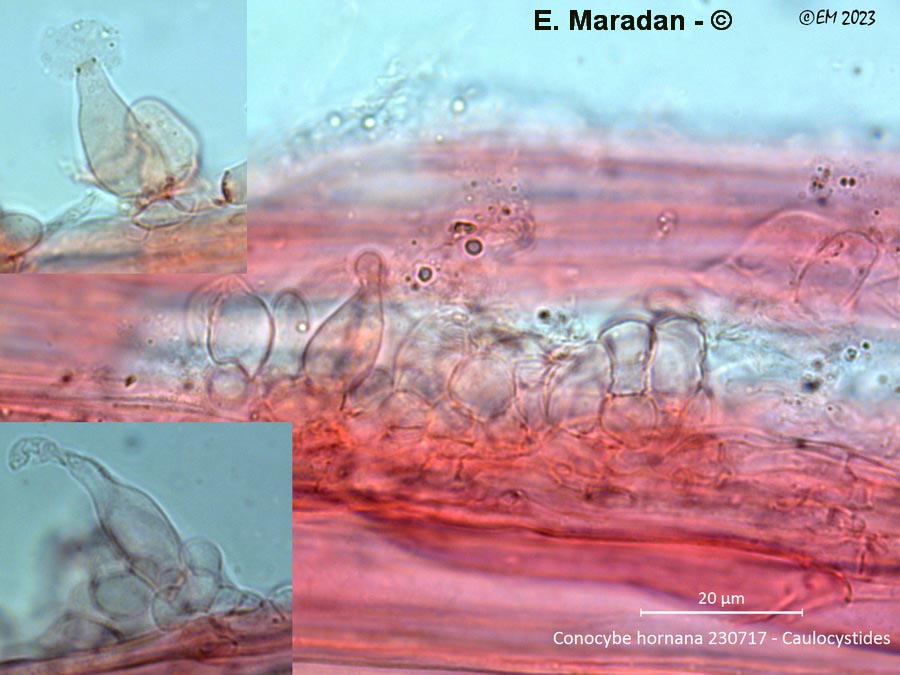 Conocybe hornana