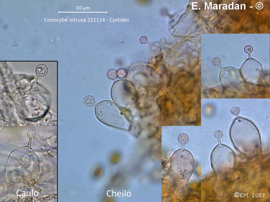 Conocybe intrusa