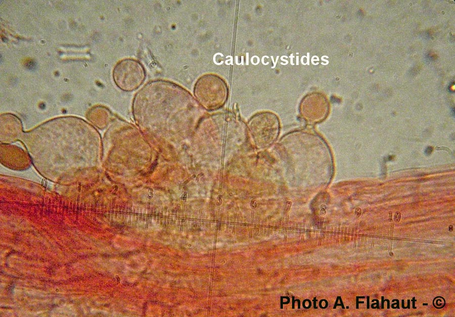 Conocybe juniana