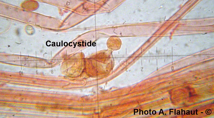 Conocybe macrocephala