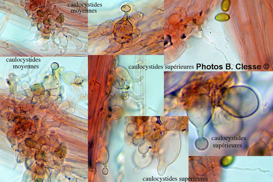 Conocybe macrospora