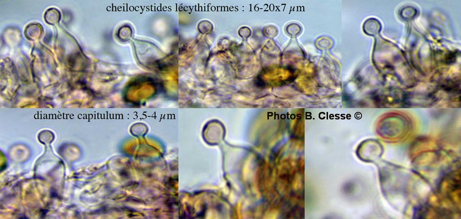 Conocybe microrrhiza var. tetraspora