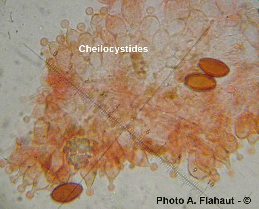 Conocybe pubescens