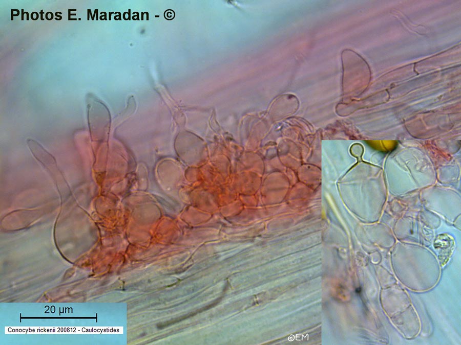 Conocybe rickenii