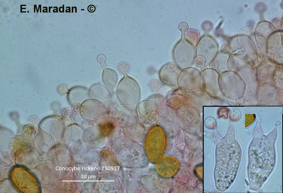 Conocybe rickenii