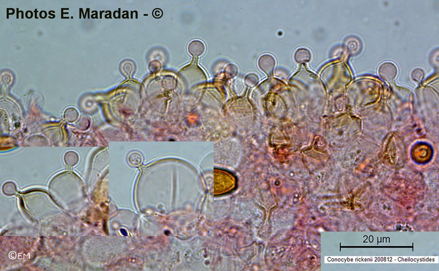 Conocybe rickenii