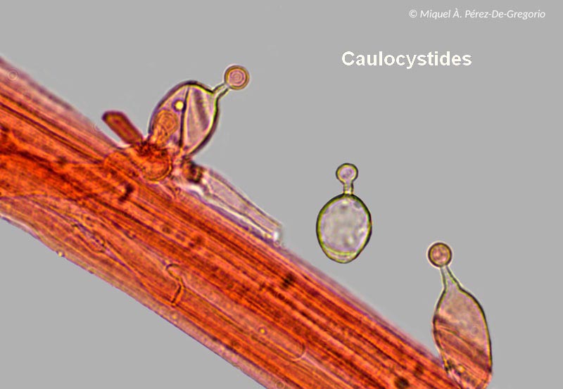 Conocybe semiglobata var. semiglobata