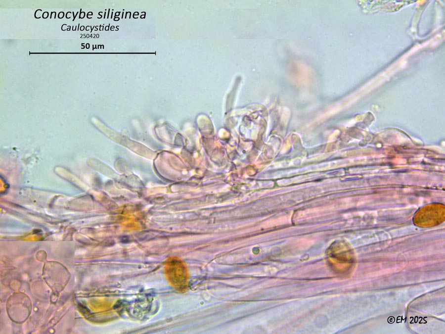 Conocybe siliginea