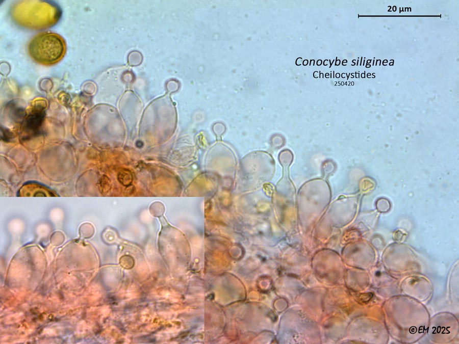 Conocybe siliginea