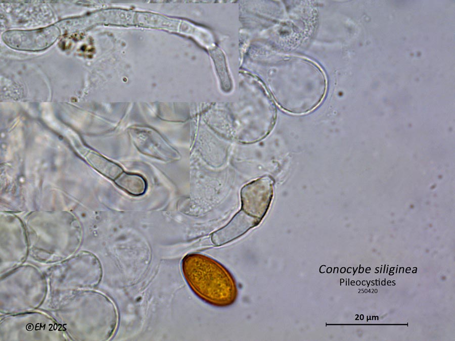 Conocybe siliginea