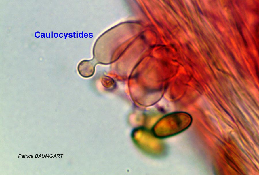 Conocybe tenera (Conocybe pulchella)