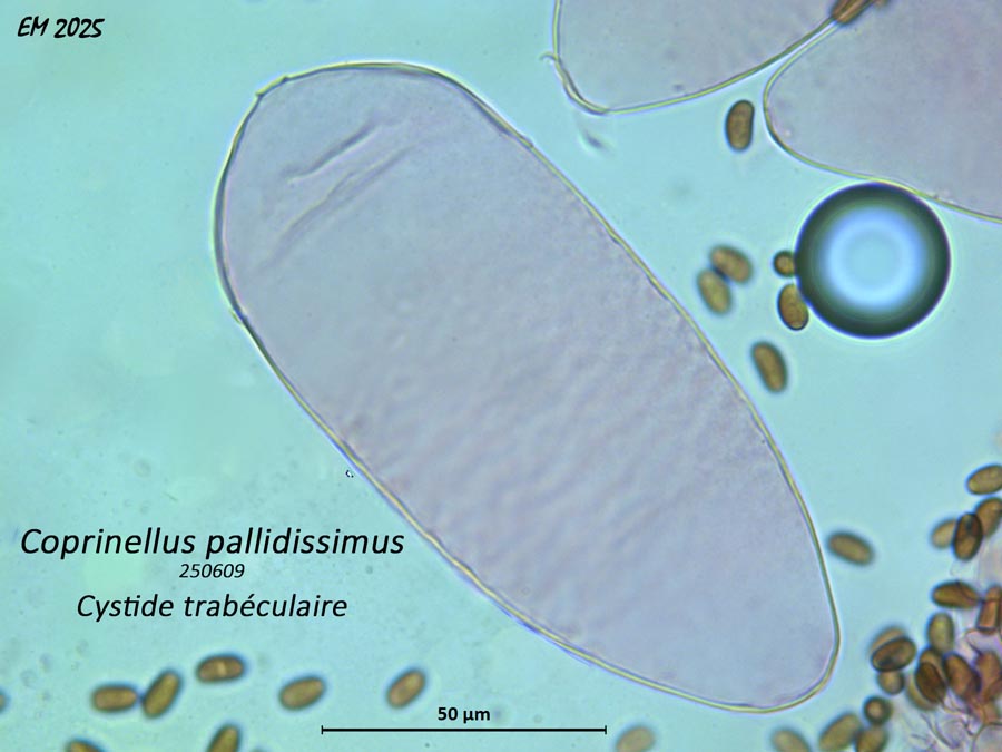 Coprinellus pallidisimus