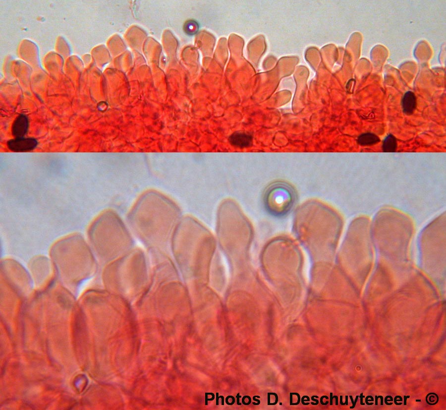 Psathyrella marcescibilis (Coprinopsis marcescibilis)