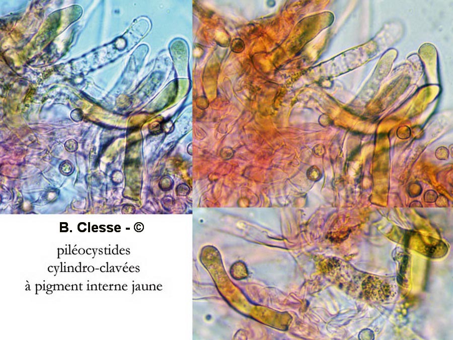 Crepidotus pini