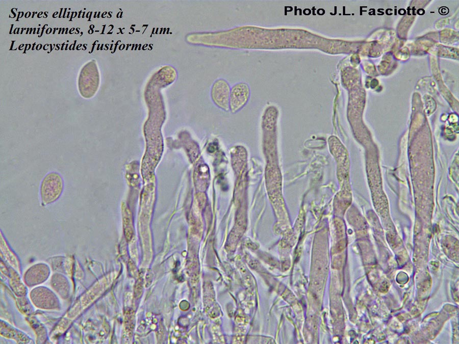 Cylindrobasidium laeve