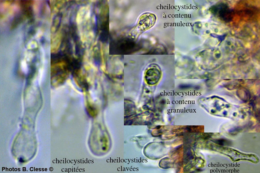 Cystolepiota adulterina