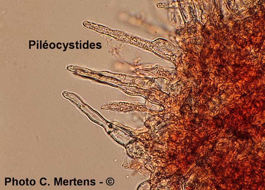 Cystolepiota adulterina