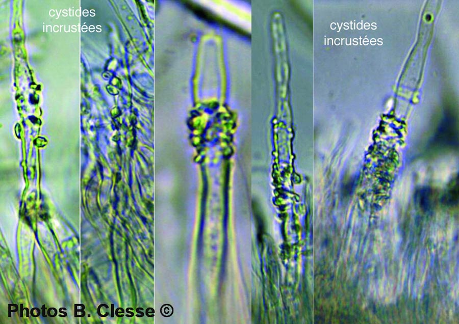 Dacryobolus karstenii