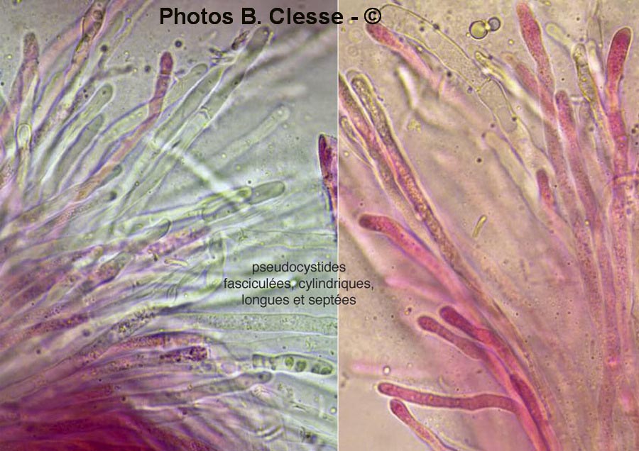 Dacryobolus sudans