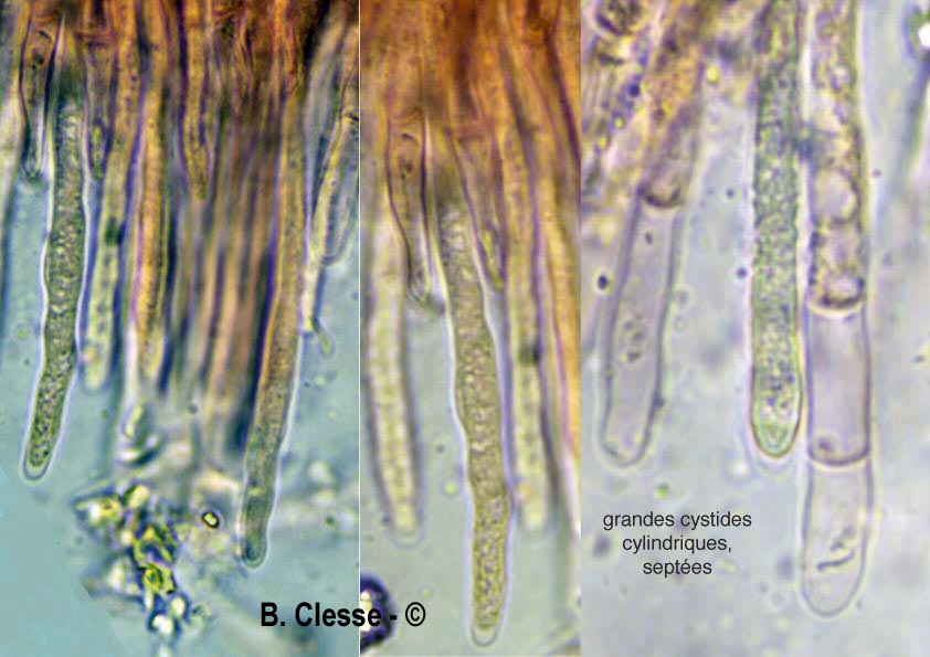Dacryobolus sudans