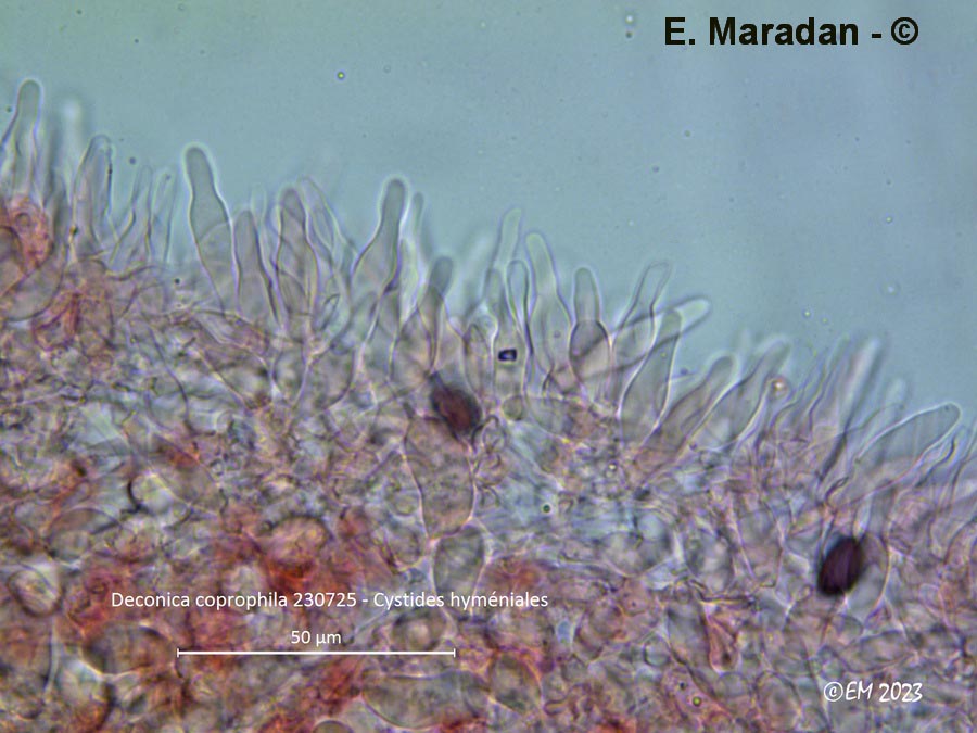 Deconica coprophila (Psilocybe coprophila)