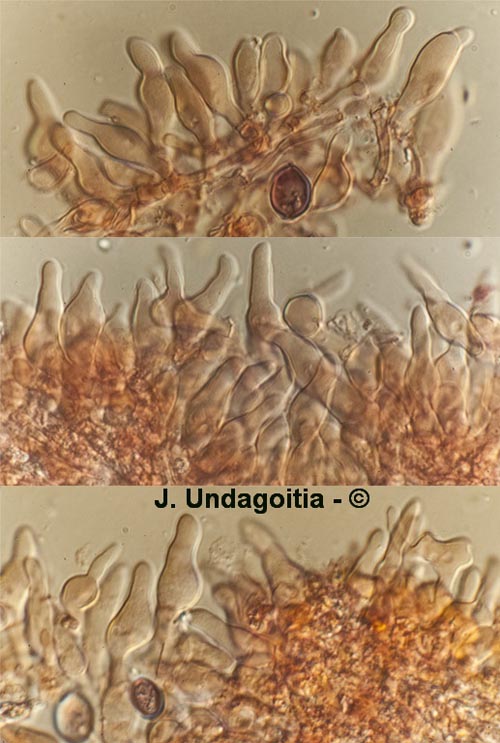 Deconica coprophila (Psilocybe coprophila)