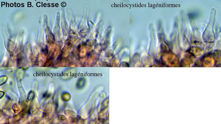 Deconica phillipsii