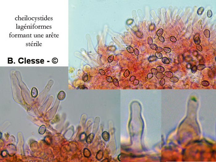 Psilocybe xeroderma (Deconica xeroderma)