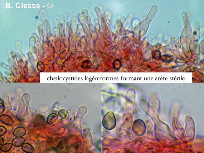 Psilocybe xeroderma (Deconica xeroderma)