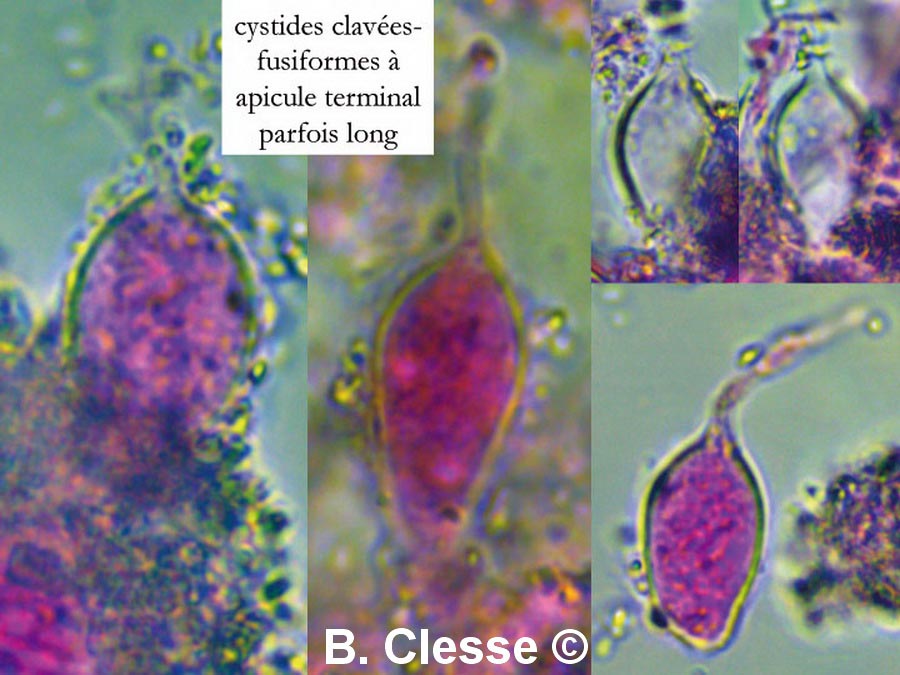 Dendrothele acerina f. buxi